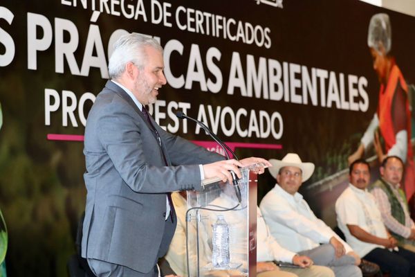 Certificación contra la deforestación ProForest Avocado es voluntaria: Bedolla