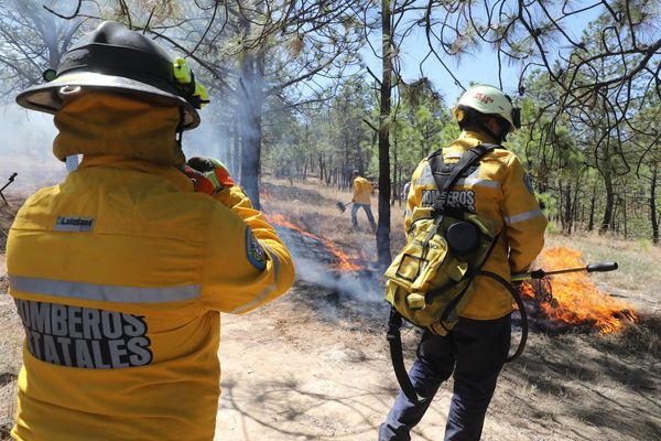 Esto es lo que debes hacer ante desplazamiento de fauna silvestre por incendios