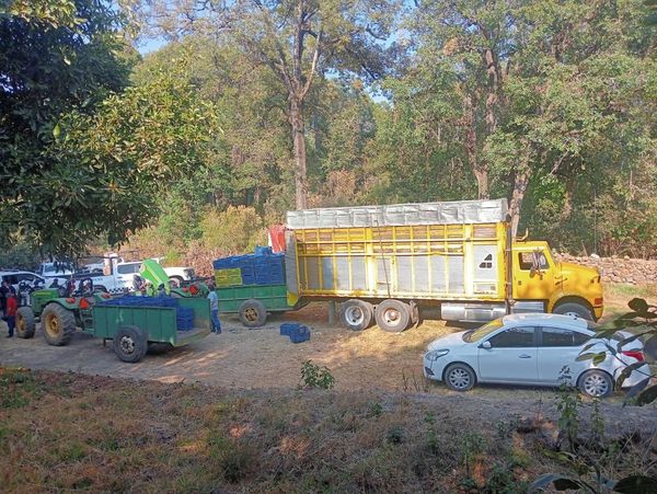 Aseguran a presuntos ladrones de aguacate