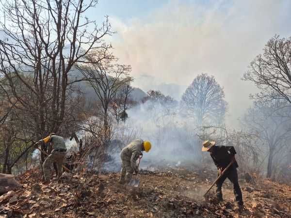 Brigadas forestales apagan 3 incendios en Hidalgo y Ocampo: Cofom