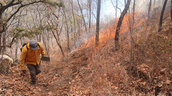 Liquidados 3 incendios en Aguililla, Lagunillas y Pátzcuaro: Cofom
