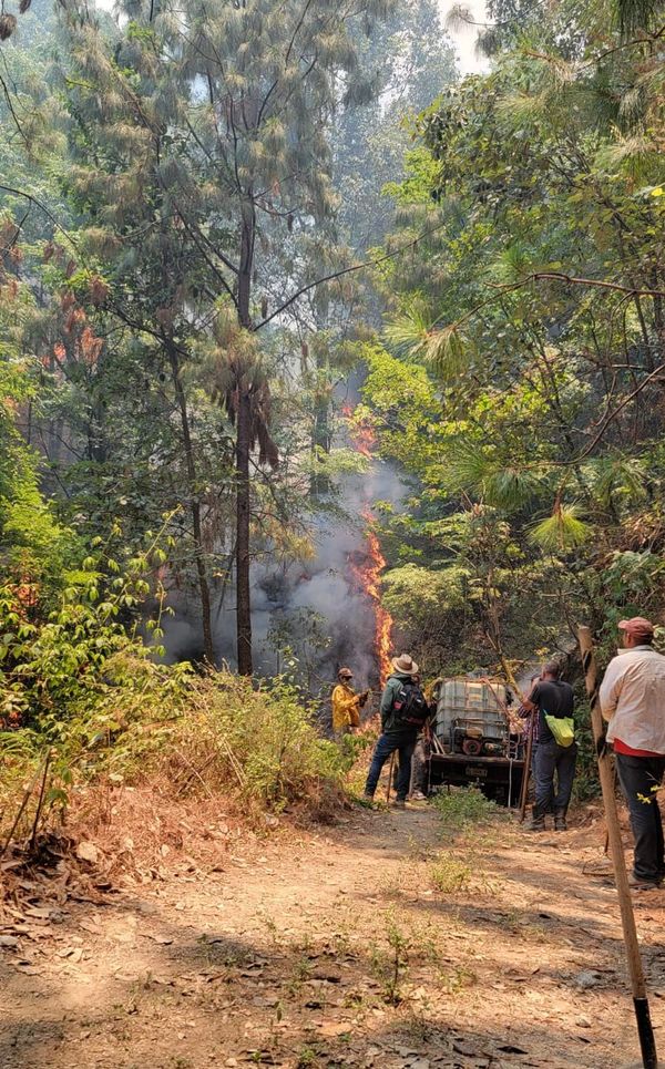 Brigadas de Cofom atienden incendio forestal en Tacámbaro