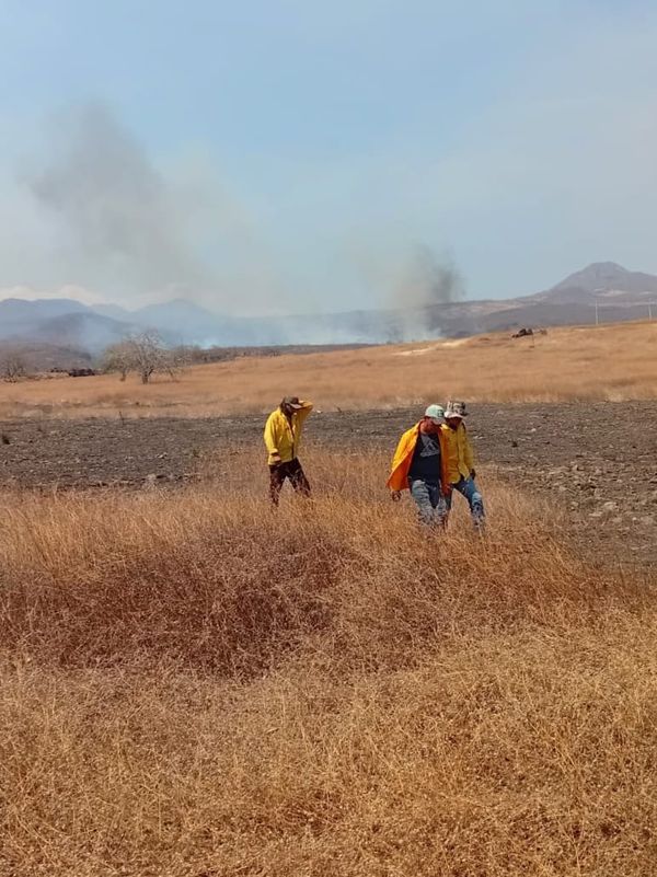 Logran extinguir tres incendios forestales en Angangueo, Chavinda y Tingüindín: Cofom