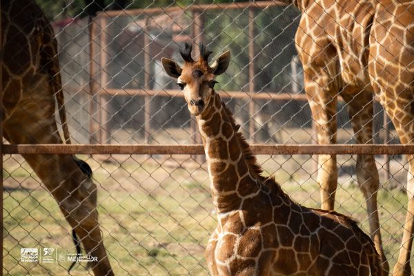 ¡Se llama Kawi! La jirafa bebé del Zoológico de Morelia