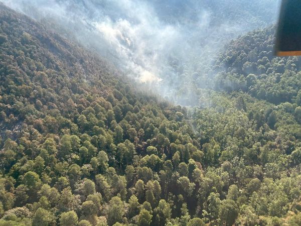 Controlado incendio forestal en zona del bosque de la Mariposa Monarca: Cofom