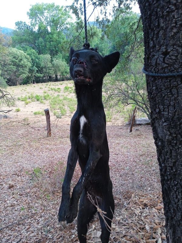 Matan a machetazos y cuelgan a perritos en Áporo; animalistas exigen justicia ante brutal acto de crueldad