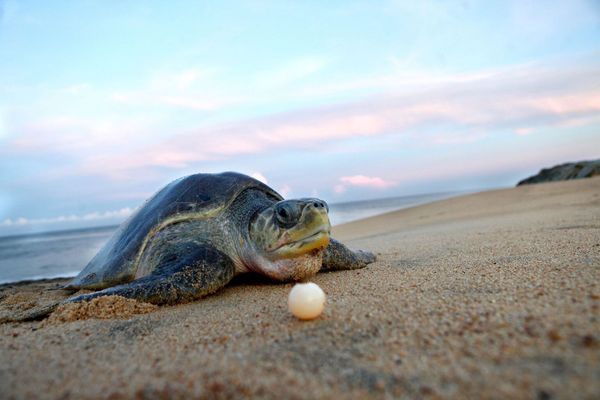 Michoacán, la casa de las tortugas marinas