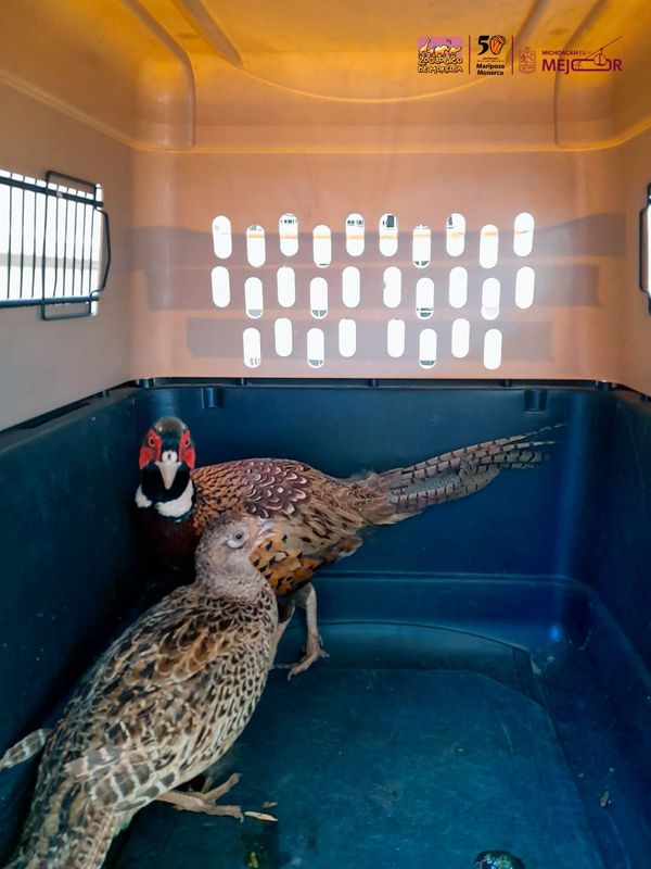 Resguarda Zoológico de Morelia ejemplares decomisados en Huetamo