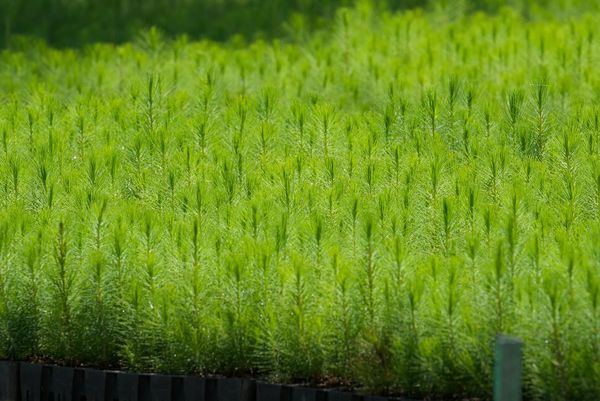 Viveros con producción histórica para  reforestar