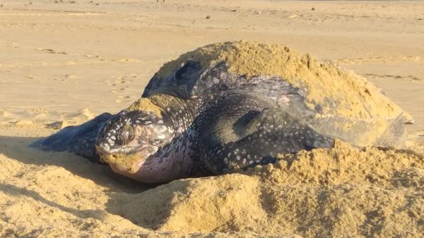 Playas michoacanas ven nacer 5 millones de crías de tortugas marinas: Compesca