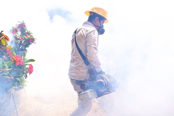 Casos de dengue disminuyen un 76 % por acciones de prevención: SSM