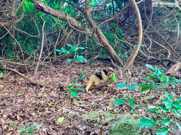 Zoológico de Morelia en colaboración con Profepa liberan a tamandúa mexicana