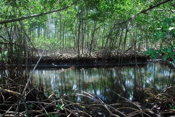 Manglares de Michoacán, más de 4 mil hectáreas de tesoro natural bajo protección: Secma