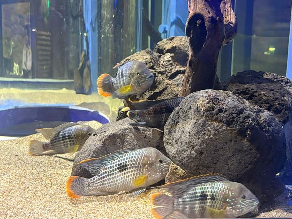 Sumérgete en la diversión con la espectacular pecera 360° del Zoológico de Morelia