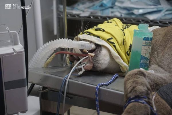 Falleció puma rescatado por Zoológico de Morelia y Profepa en Pátzcuaro