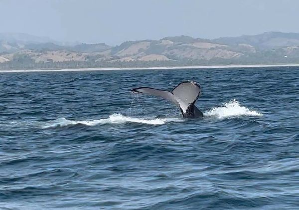 Avistamiento de ballenas en Michoacán será bajo norma oficial de Semarnat: Bedolla