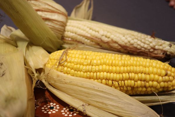 Tarejero anuncia su octava edición del Festival del Elote: Sectur