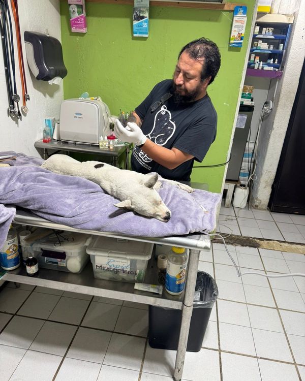 Policía Auxiliar da de baja y presenta ante la FGE a agente implicado en maltrato animal