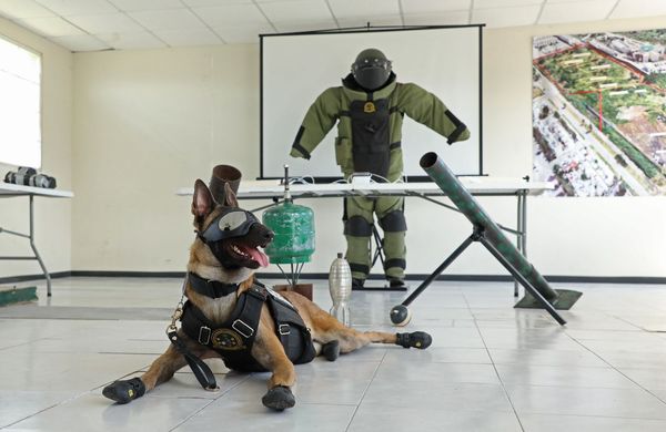 Binomios caninos de la Guardia Civil, aliados en el combate a la delincuencia: SSP