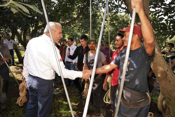 Con más de 3.8 millones de toneladas, Michoacán lidera producción nacional de aguacate, limón y berries