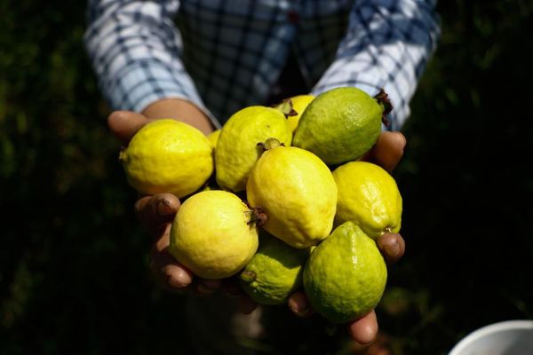 Michoacán, primer lugar nacional en producción de guayaba: Sader