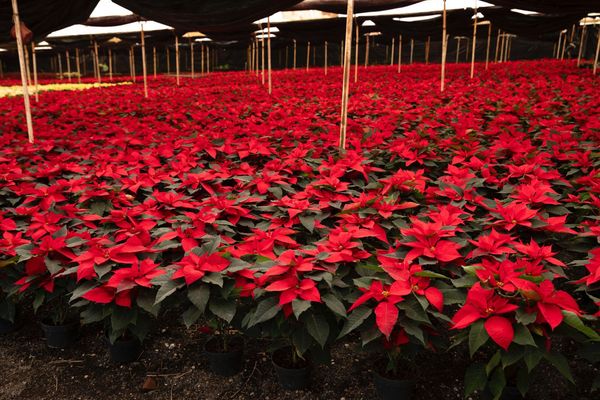 La Navidad florece en Michoacán; es el segundo mayor productor de Nochebuena en México