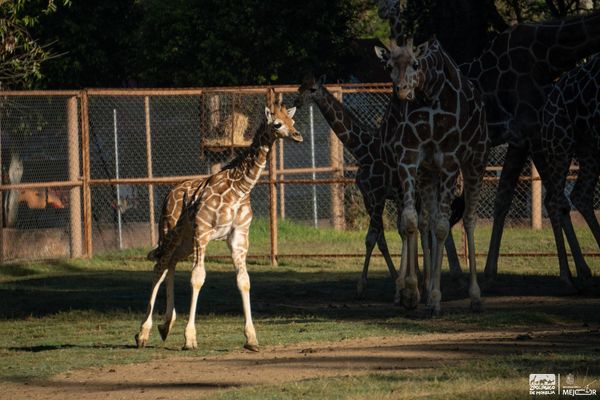 Luciano, el nombre de la jirafita del Zoológico de Morelia