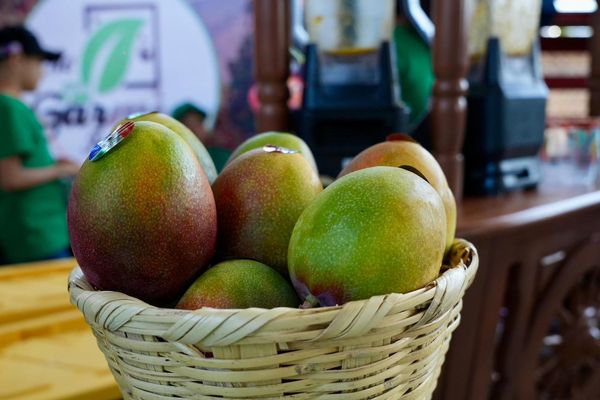 Arranca Foro Internacional del Mango 2026 en Tierra Caliente: Sader