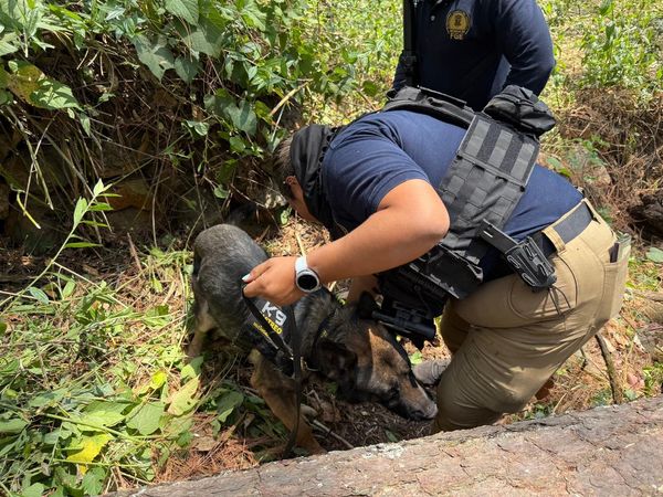 Realiza FGE búsqueda forense en Ziracuaretiro; localizan restos óseos humanos