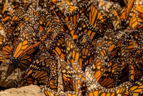 ¡Se acaba el tiempo! Última oportunidad para visitar los santuarios de la Mariposa Monarca