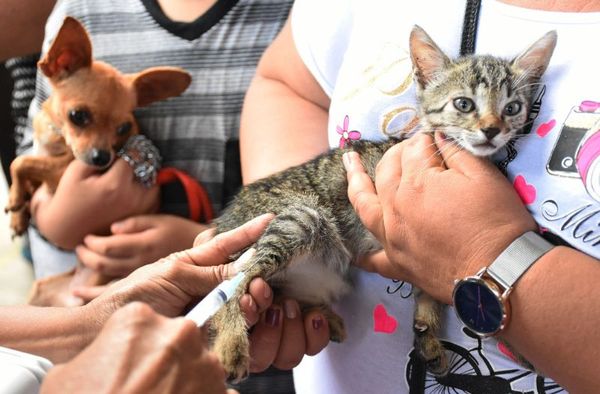 ¡Protege a tus perros y gatos! Llévalos por su vacuna antirrábica gratuita