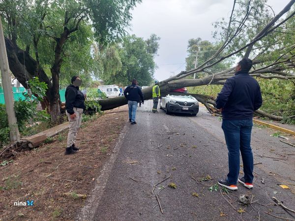 Árbol se desgaja tras fuerte viento y aplasta automóvil con su chofer dentro
