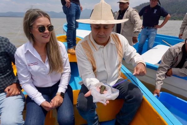 Mil ejemplares de achoque al Lago de Pátzcuaro