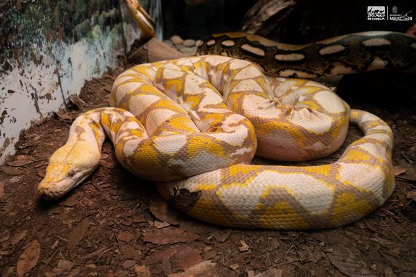 ¿Sabías que en el Zoológico de Morelia hay una serpiente de 5 metros? ¡Ve a conocerla!