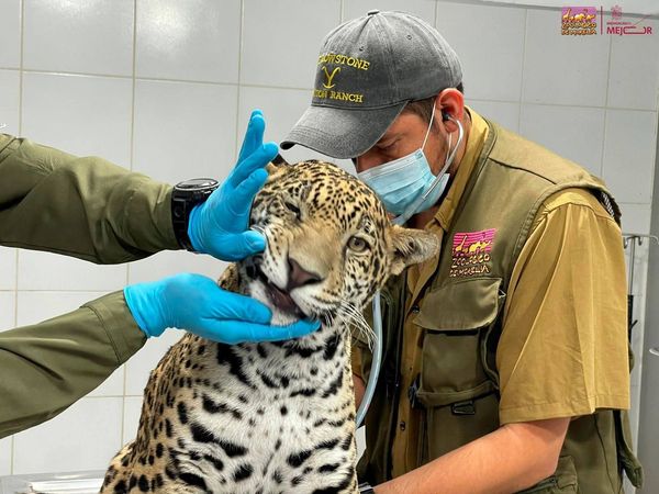 Zoológico de Morelia resguardará a jaguar asegurado por autoridades en Zitácuaro
