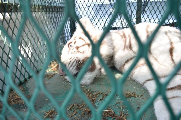 Rescata FGE ejemplar de tigre de bengala cachorro durante cateo en Ecuandureo