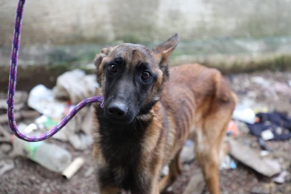 FGE rescata cinco seres sintientes en dos cateos realizados por presunto maltrato animal en Morelia